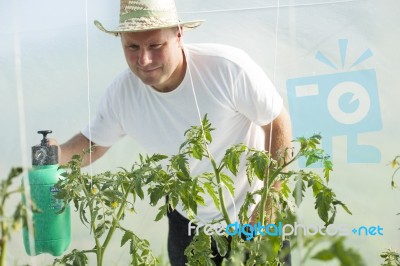 Man In Greenhouse Care About Tomato Plant Stock Photo