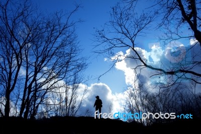 Man Standing Between Trees Stock Photo