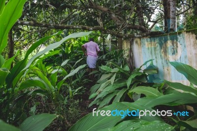 Man Walking Though A Path In The Forest Stock Photo