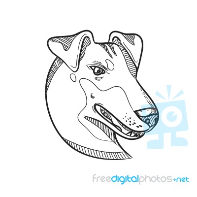 Manchester Terrier Head Drawing Stock Image