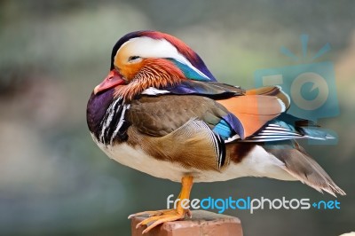 Mandarin Duck Stock Photo