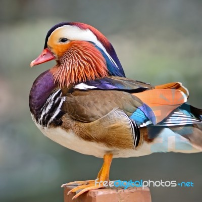 Mandarin Duck Stock Photo