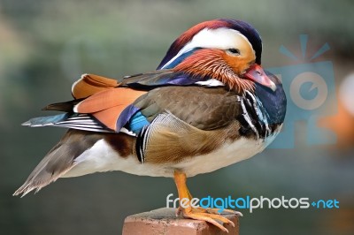 Mandarin Duck Stock Photo