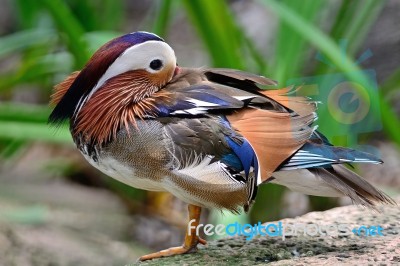 Mandarin Duck Stock Photo