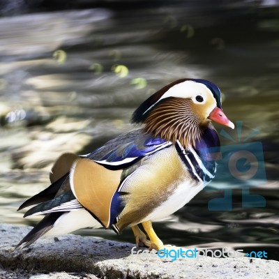 Mandarin Duck Stock Photo