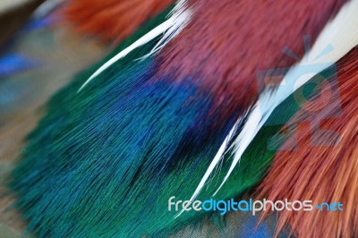 Mandarin Duck Feathers Stock Photo