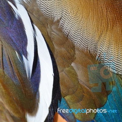 Mandarin Duck Feathers Stock Photo