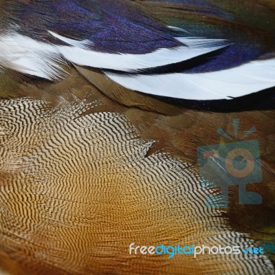 Mandarin Duck Feathers Stock Photo