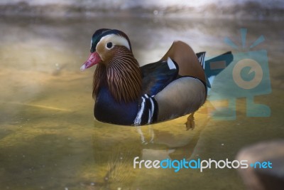 Mandarin Duck In Water Stock Photo