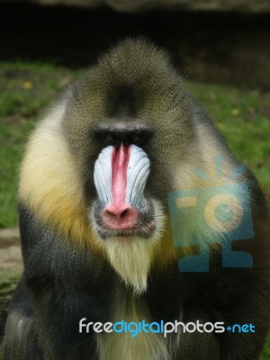 Mandrill Stock Photo