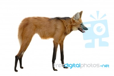 Maned Wolf Stock Photo