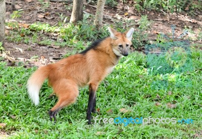 Maned Wolf Stock Photo