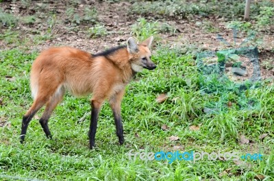 Maned Wolf Stock Photo