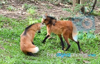 Maned Wolf Stock Photo