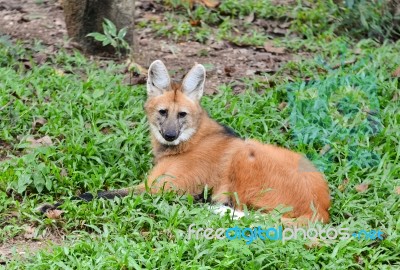 Maned Wolf Stock Photo