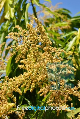 Mango Flower Stock Photo