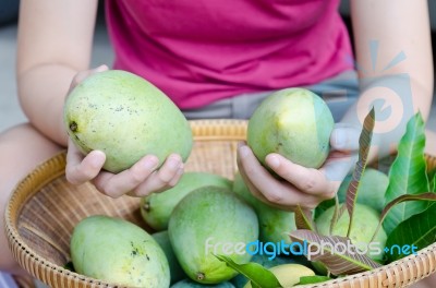 Mango On Hand Stock Photo