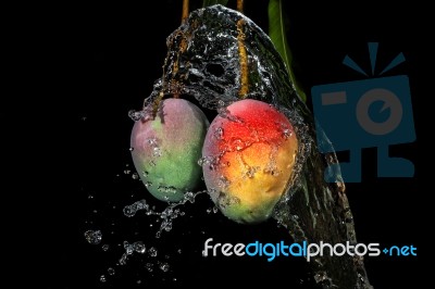 Mango On Tree With Water Splash Stock Photo