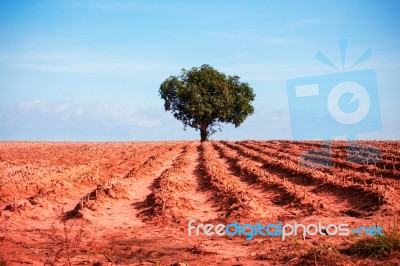 Mango Tree In The Middle Of Acres Of Cassava Stock Photo