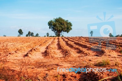 Mango Tree On Cassava Plantation Stock Photo