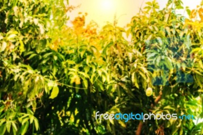 Mango Tree With A Blurred Picture Stock Photo