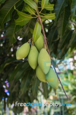 Mangoes On Mango Tree Stock Photo