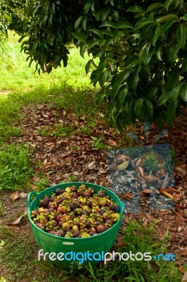 Mangosteen Fruit Stock Photo