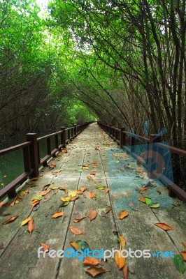 Mangrove Forest Stock Photo