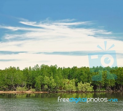 Mangrove Forest Stock Photo