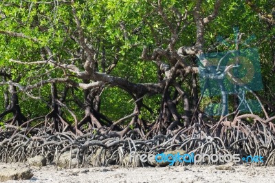 Mangrove Forest Stock Photo