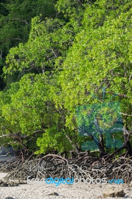 Mangrove Forest Stock Photo