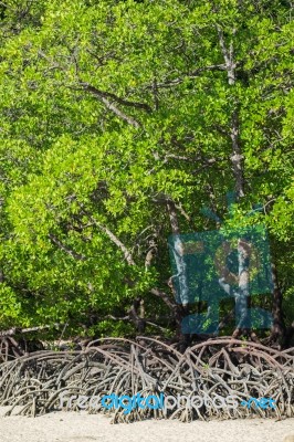 Mangrove Forest Stock Photo