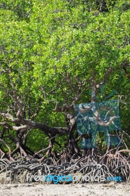 Mangrove Forest Stock Photo