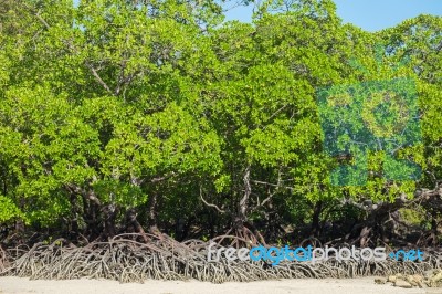 Mangrove Forest Stock Photo