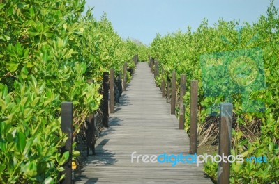 Mangrove Forest With Wooden Bridge Stock Photo