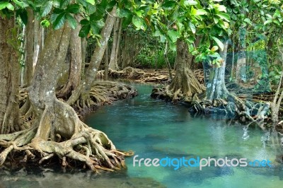 Mangrove Forests Stock Photo