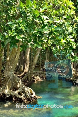 Mangrove Forests Stock Photo