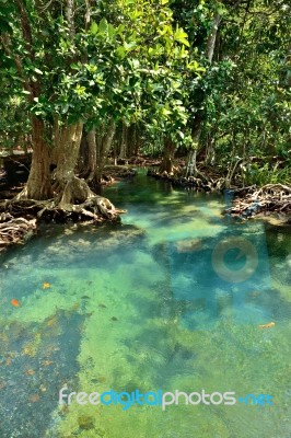 Mangrove Forests Stock Photo