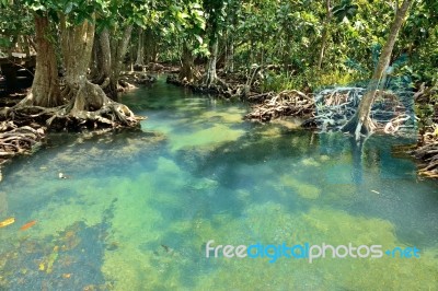 Mangrove Forests Stock Photo