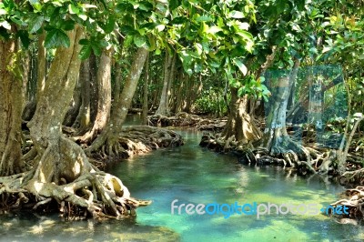 Mangrove Forests Stock Photo