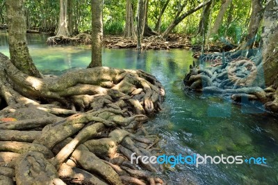 Mangrove Forests Stock Photo