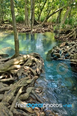 Mangrove Forests Stock Photo