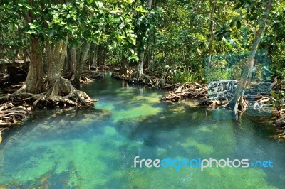 Mangrove Forests Stock Photo