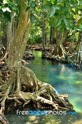 Mangrove Forests Stock Photo