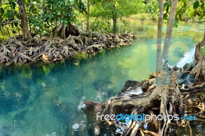 Mangrove Forests Stock Photo