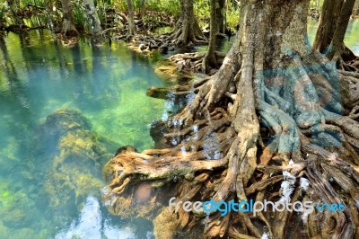 Mangrove Forests Stock Photo