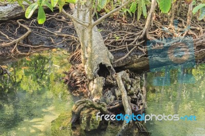 Mangrove Forests Stock Photo