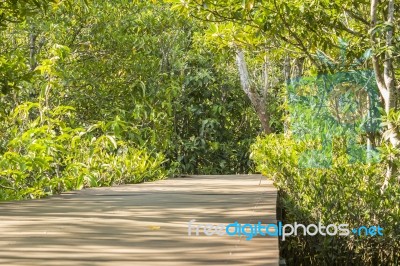 Mangrove Forests Stock Photo