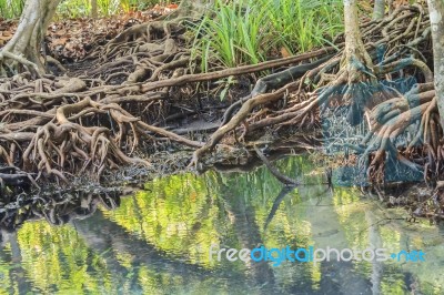 Mangrove Forests Stock Photo