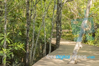 Mangrove Forests Stock Photo